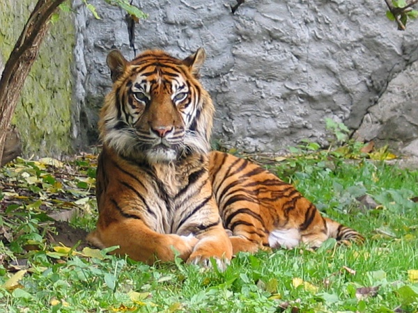 tygrys sumatrzanski