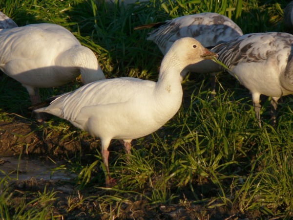 Chen caerulescens