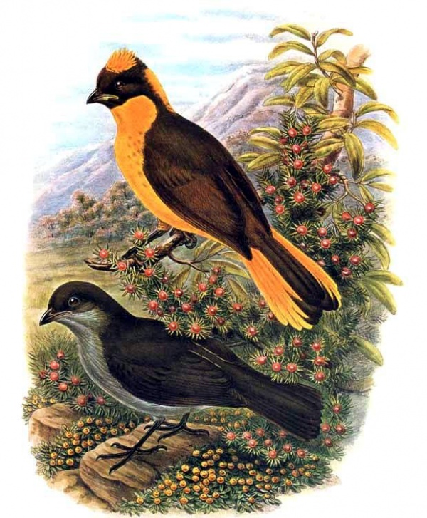 Golden bowerbird