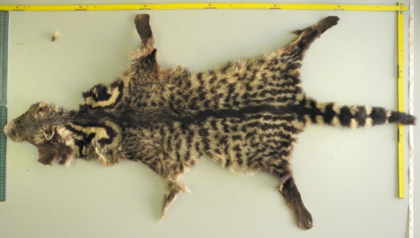 Malavar Civet-cat - Wildlife in Ethiopia