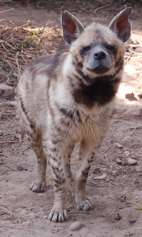 Hyaena hyaena