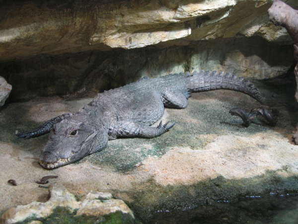 krokodyl krotkopyski