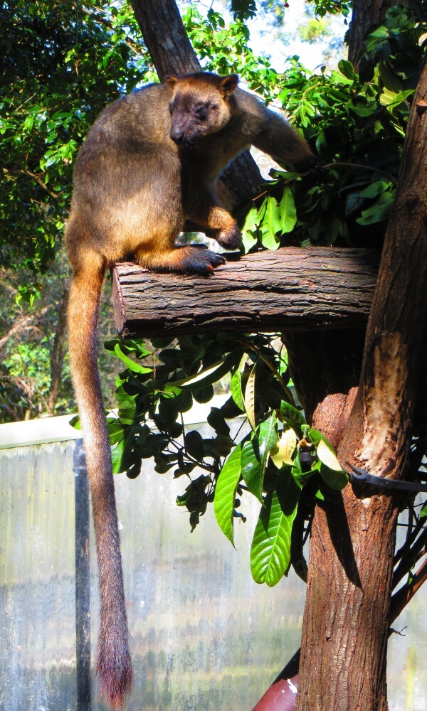 Lumholtz's tree-kangaroo