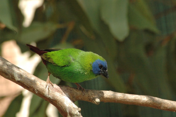 Blue-faced Parrot-Finch