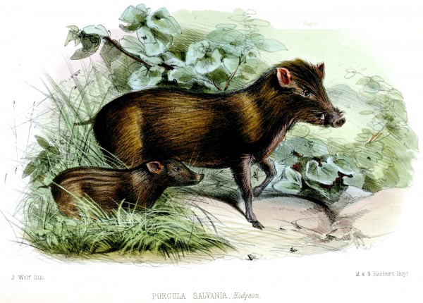 Pygmy hog