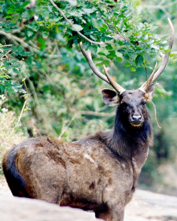Sambar Deer - Wildlife in Vietnam