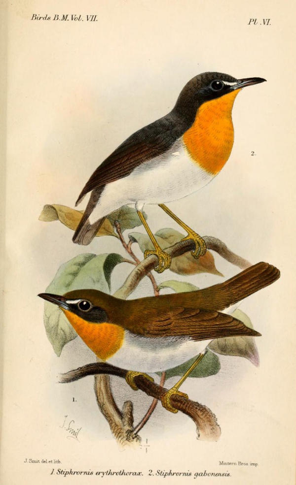 western forest robin