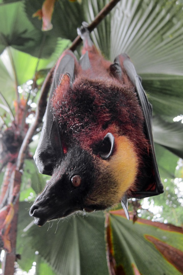 goldencrowned flying fox