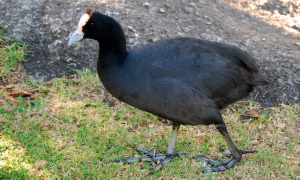 redknobbed coot