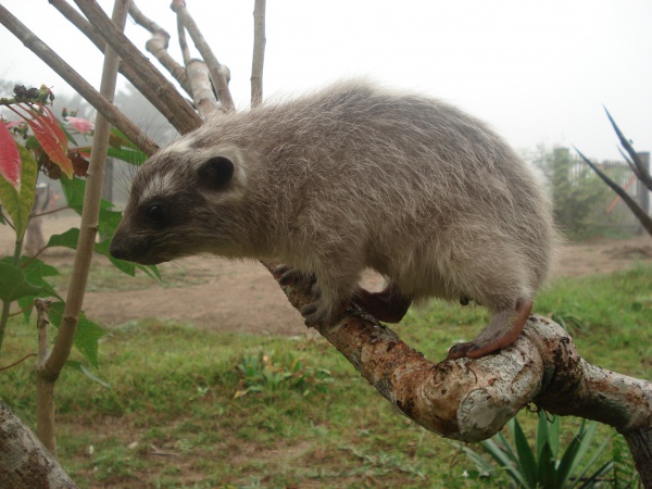 Tree hyrax