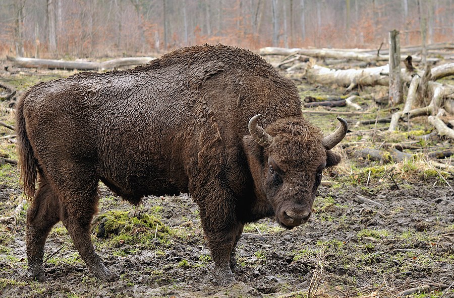 european bison wisent