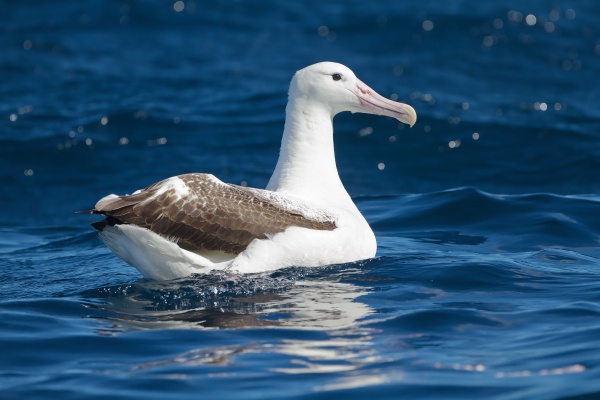 Albatros królewski