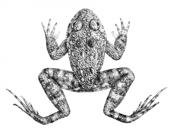 Günther's Streamlined Frog