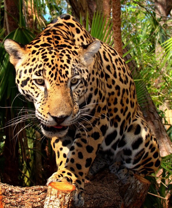 jaguar amerykanski