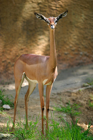 gazelle de waller