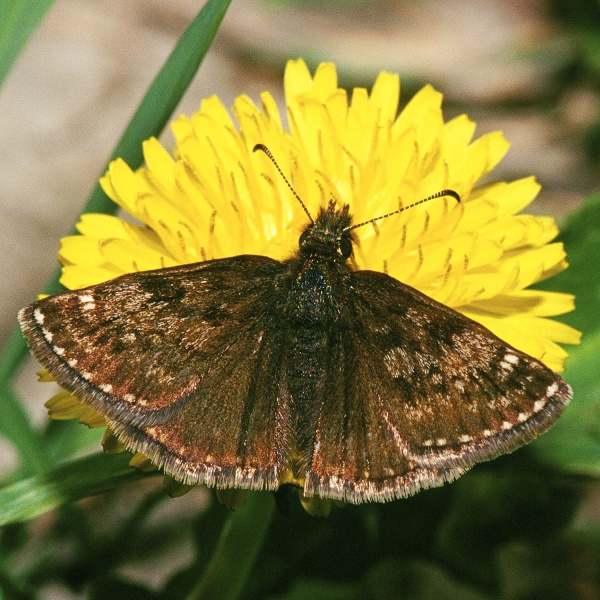 Dingy skipper