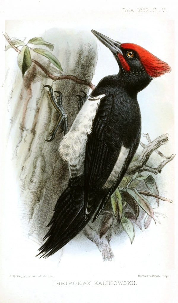 Tristram's woodpecker