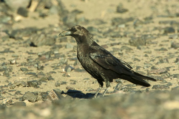 brownnecked raven