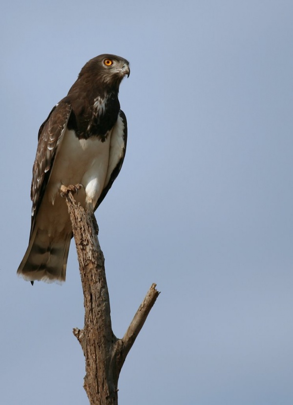 blackchested snake eagle