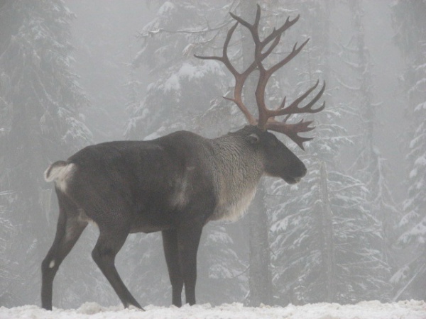 boreal woodland caribou
