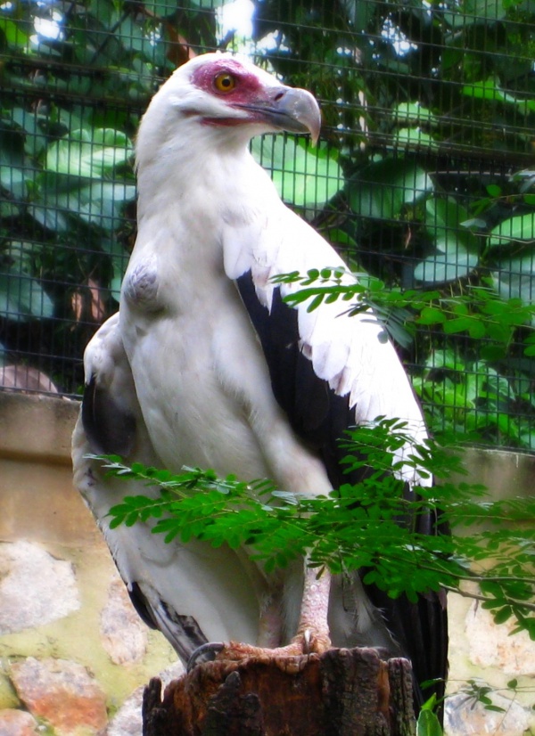 palmnut vulture