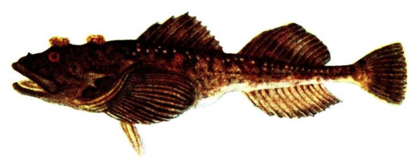 Kur rogacz