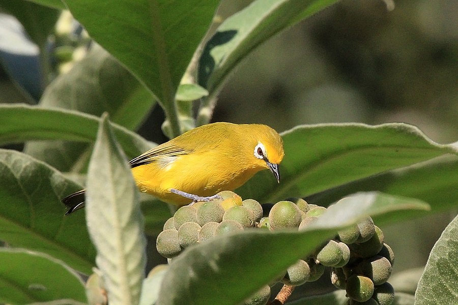 African yellow white-eye