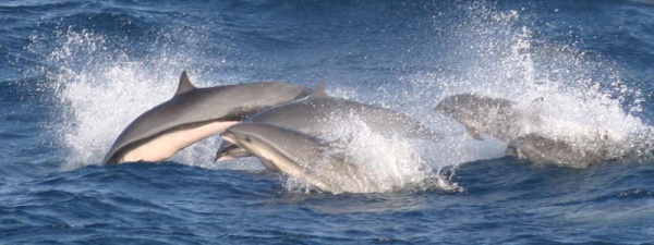 Borneodelfin