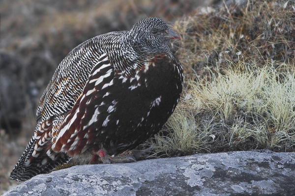 Snow partridge