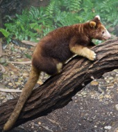 Tree-kangaroo