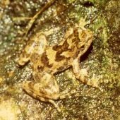 Eungella torrent frog