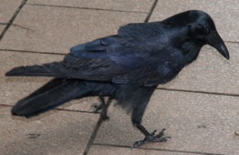 Corvus coronoides