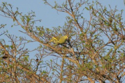 Sumba green pigeon