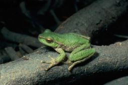 Spencer's river tree frog