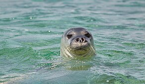 Mediterranean monk seal