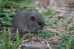 Broad-toothed mouse