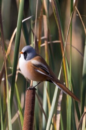 Bearded reedling