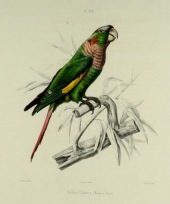 Flame-winged parakeet