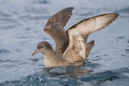 Short-tailed shearwater