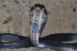 Kobra pospolita