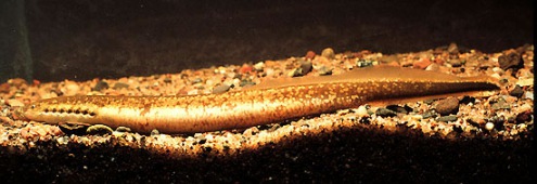 Northern brook lamprey