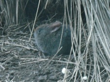 Volcano Rabbit, Zacatuche