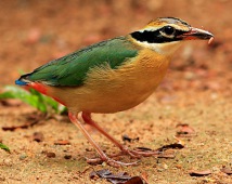 Bengalenpitta