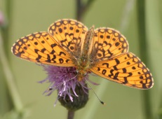 Small pearl-bordered fritillary