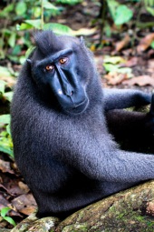 Celebes Black ape Macaque
