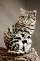 African Black-footed Cat