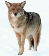 Kojot preriowy