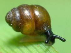 Desmoulin's whorl snail