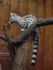 Genet (animal)