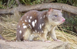 Eastern Quoll, Eastern Native Cat